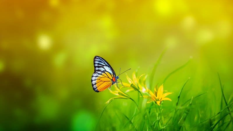 Butterfly Spring Wallpaper