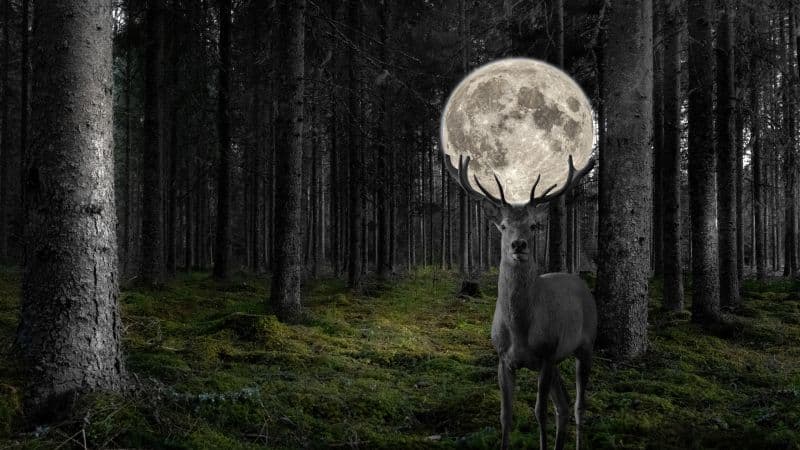 Deer Moon Wallpaper