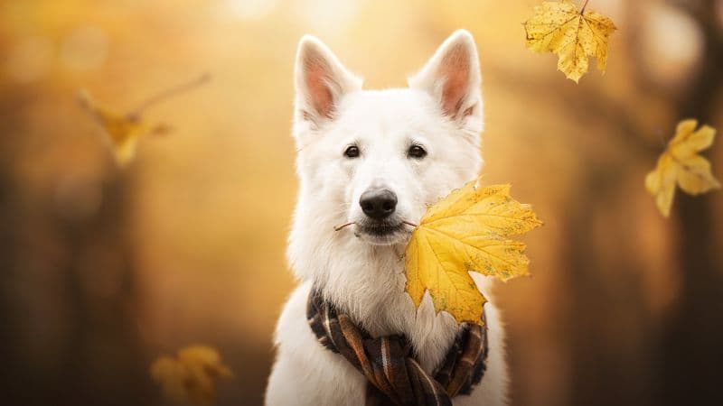 White Swiss Shepherd Dog Breed Dog Wallpaper
