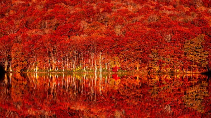 Autumn colors Tohoku Wallpaper