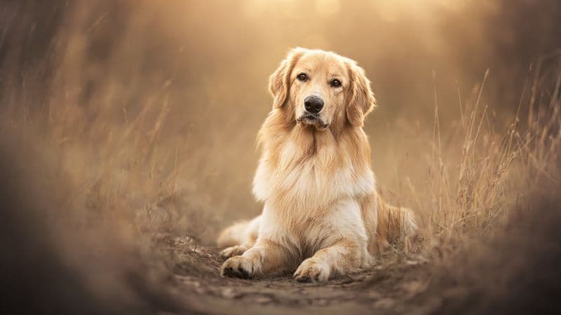 Golden Retriever Scottish breed dog Wallpaper