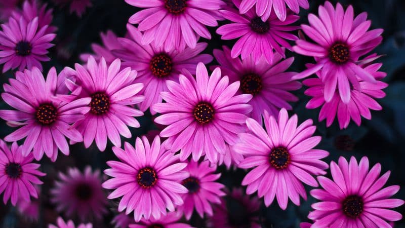 Daisy flowers Pink flowers Wallpaper