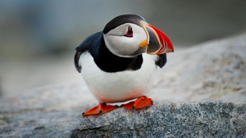 Atlantic puffin Seabirds Wallpaper