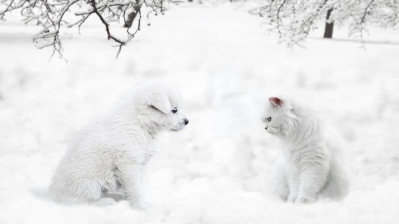 Cute dog Cute Cat Wallpaper
