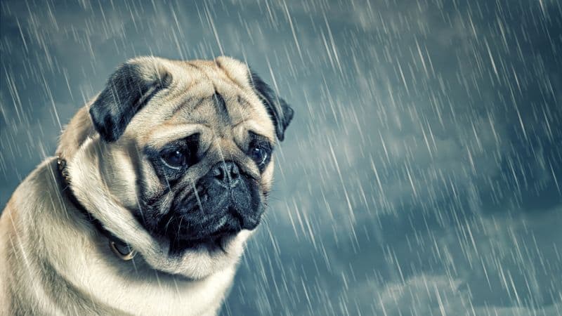 Sad Pug Sad dog Wallpaper