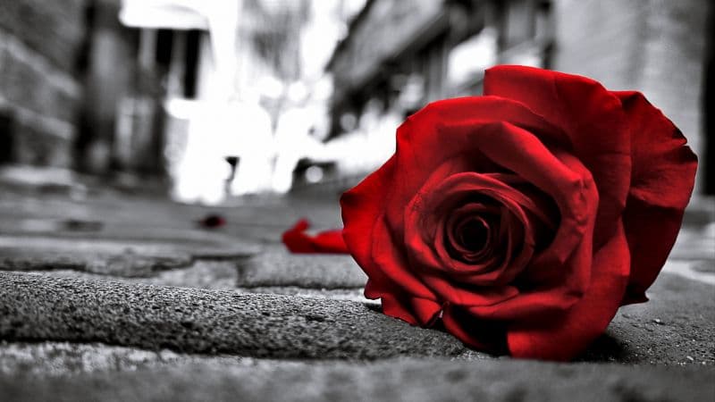 Red Rose Monochrome background Wallpaper