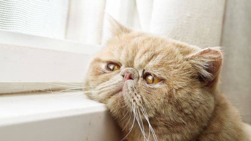Exotic Shorthair Breed cat Wallpaper