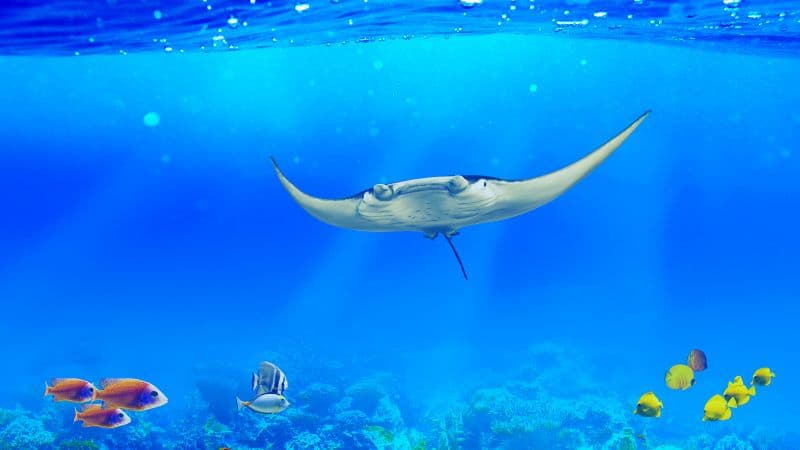 Manta ray Underwater Wallpaper