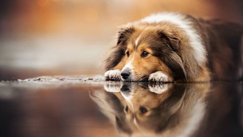 Shetland Sheepdog Sheltie Wallpaper