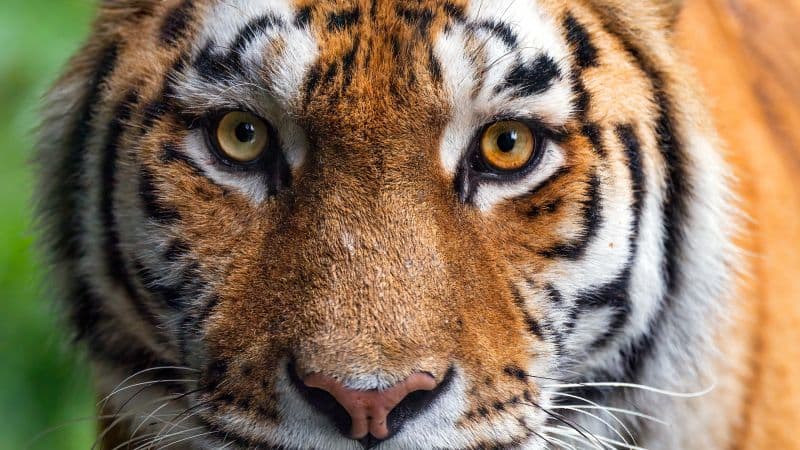 Amur tiger Closeup Wallpaper