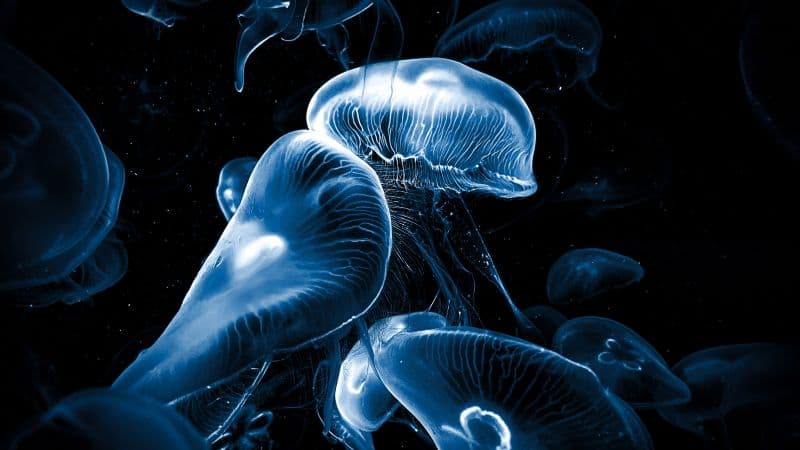 Jellyfishes AMOLED Wallpaper