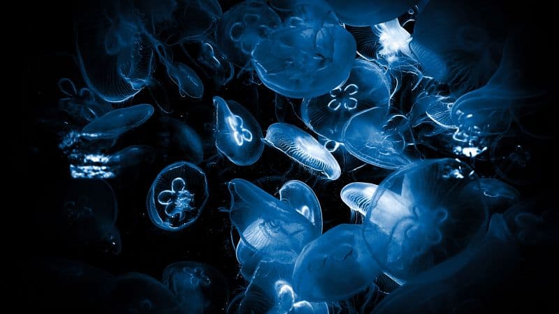 Jellyfishes Deep Sea Wallpaper