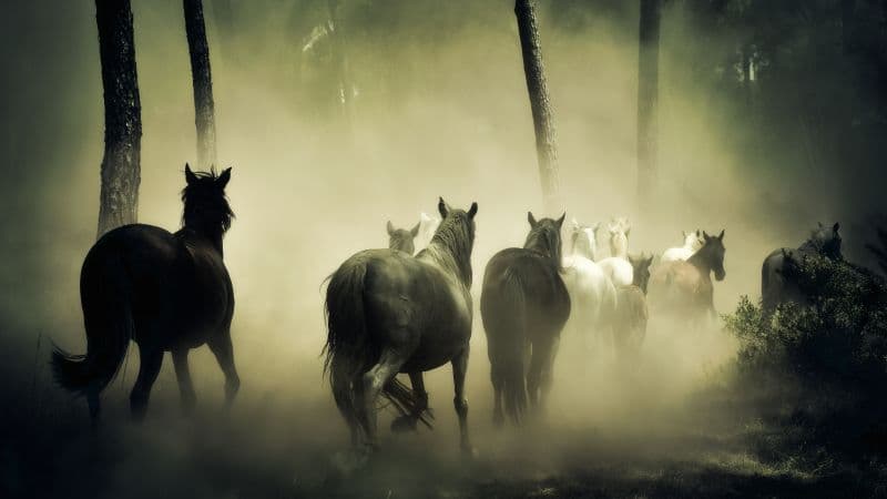 Horses Herd Wallpaper