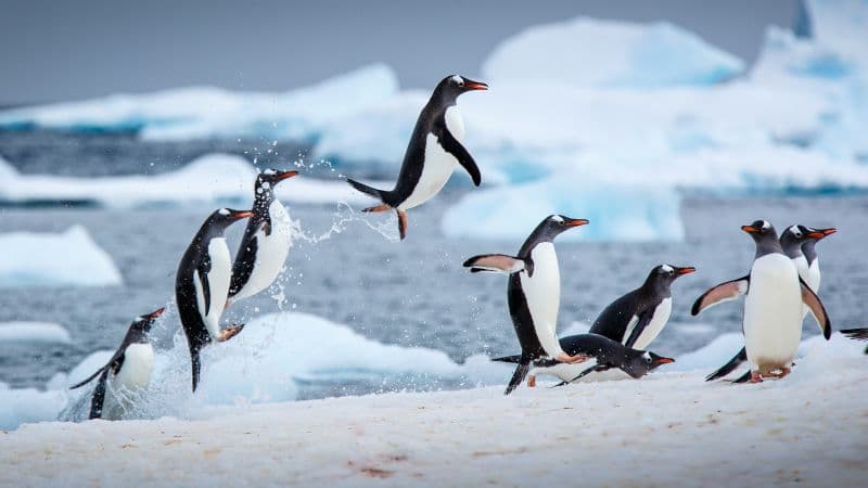 Gentoo penguins Antarctica Wallpaper