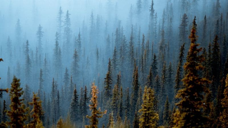 Foggy forest Pine trees Wallpaper
