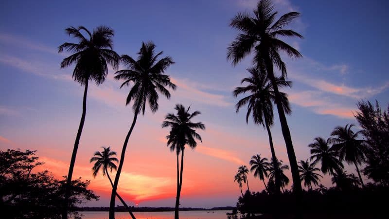 Palm trees Sunset Wallpaper