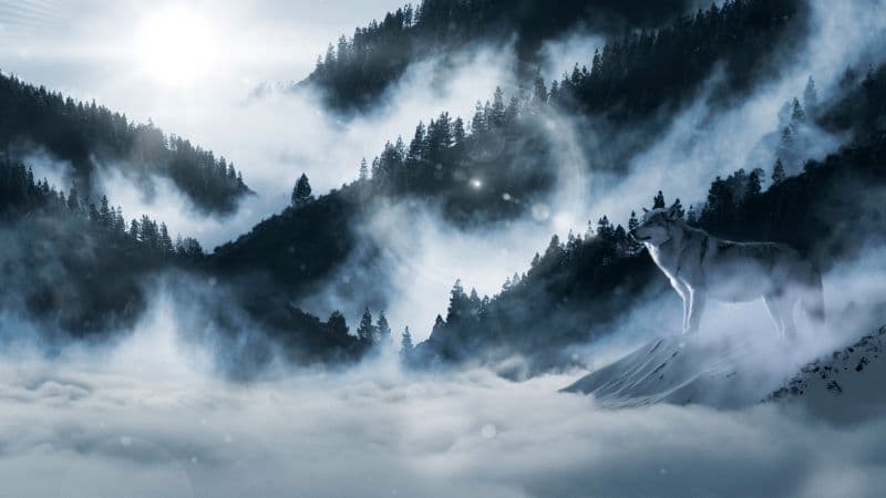 Arctic wolf Winter Wallpaper