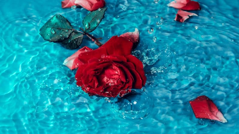 Red Rose Rose flower Wallpaper