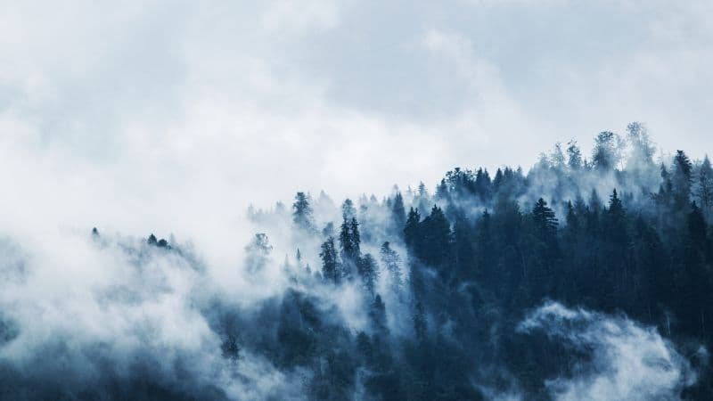 Foggy Pine trees Wallpaper