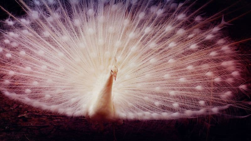 White peacock Girly backgrounds Wallpaper