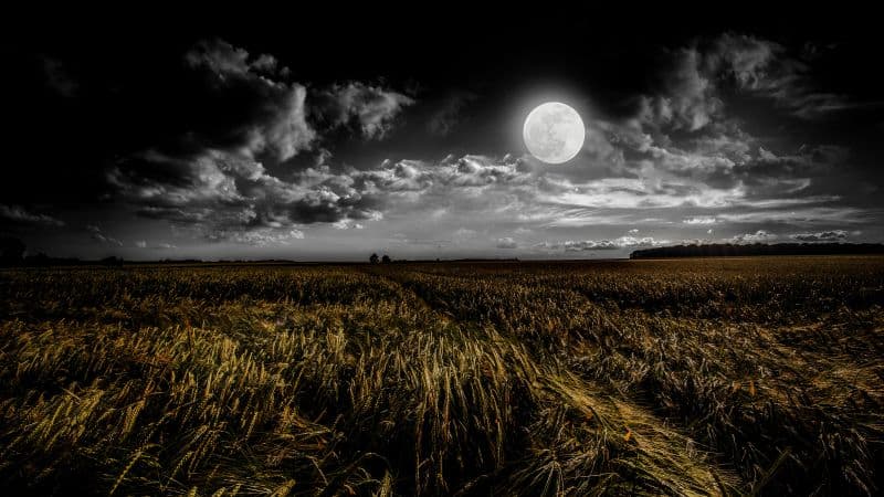 Full moon Grass field Wallpaper
