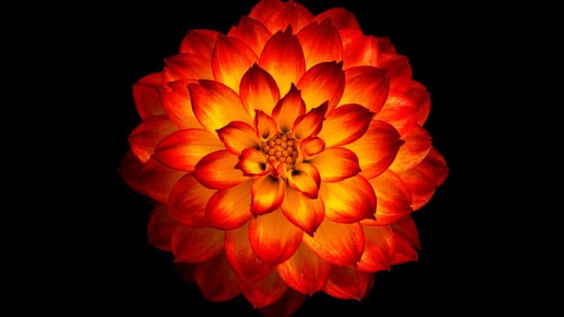 Dahlia flower Orange dahlia Wallpaper