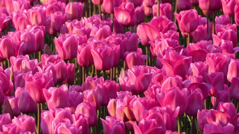 Pink Tulips Tulip flowers Wallpaper